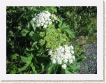 Wildflowers - L'Anse aux Meadows * 2592 x 1944 * (2.01MB)